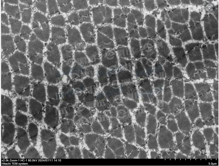 顯微成像06 顯微成像06