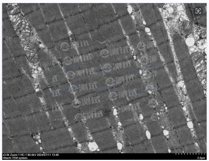 顯微成像05 顯微成像05