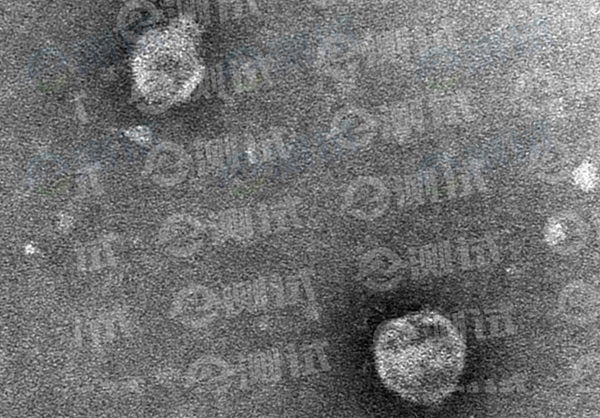 微信截圖_20241226135029 微信截圖_20241226135029