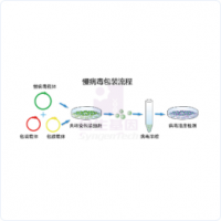 慢病毒包裝