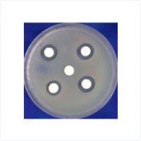 抗菌活性試驗(yàn)