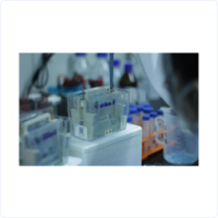 Western Blot(蛋白免疫印跡)檢測(cè)